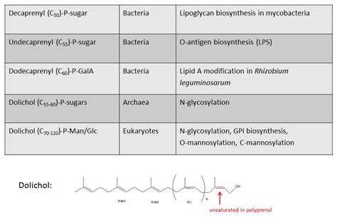 Polyprenol P Activated Sugars Institute Of Physiology Uzh