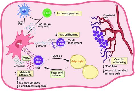 Contributions Of Non Hematopoietic Cells In The Bone Marrow Niche To