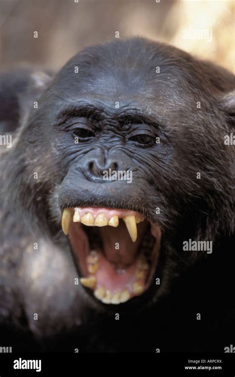 Chimpanzee Teeth Hi Res Stock Photography And Images Alamy