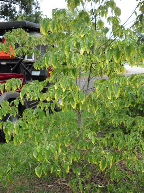 Variegated Dogwood Shrub Diseases