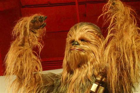 Chewbacca And The Remarkable Ride Of Meditation Lynsie Mckeown