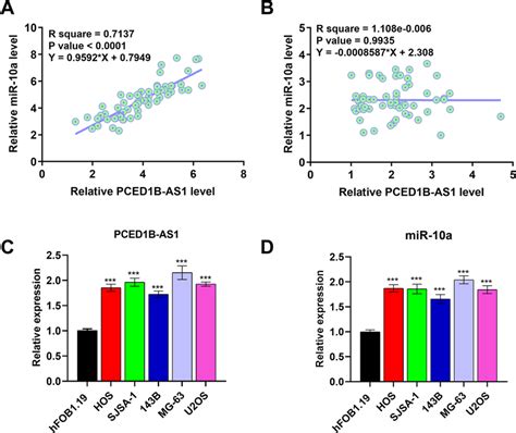 Expression Levels Of Pced B As And Mir A Were Positively Correlated