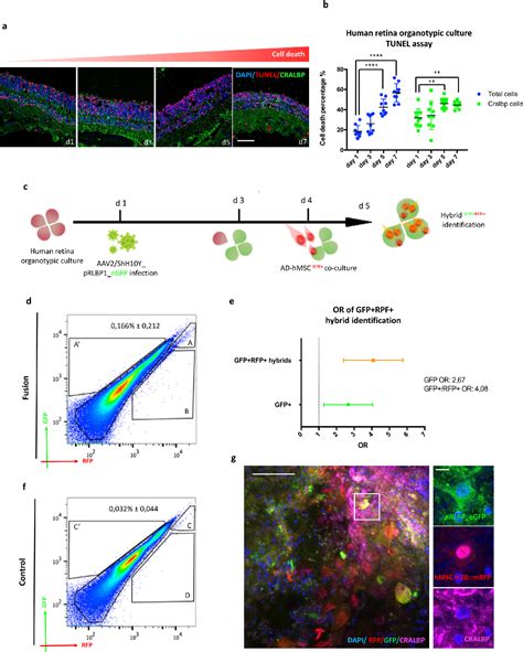 Figure 1 from Müller glia fused with adult stem cells undergo neural