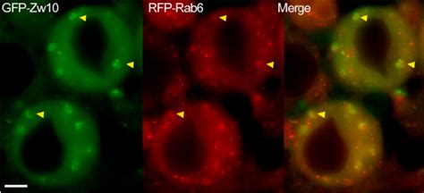 Gfp Zw Localizes To Golgi Vesicles In Interphase Cells Two