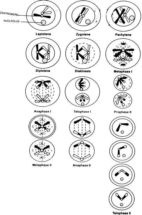 Cell Cycle Meiosis Diagram