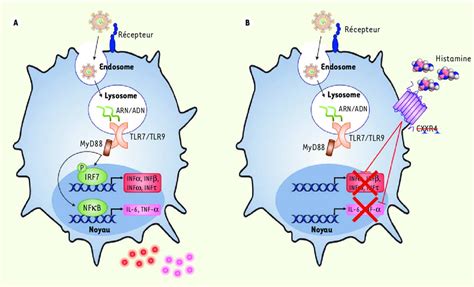 La R Gulation De L Activation Des Cellules Dendritiques Plasmacyto Des