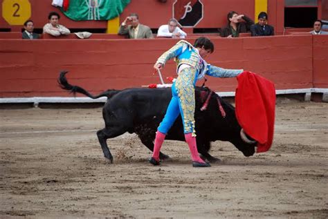 Benarkah Banteng Benci Warna Merah Dan Akan Menyeruduk Semua Yang