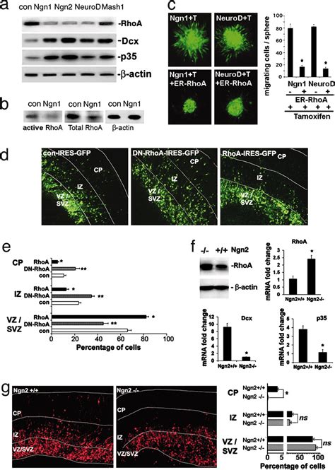 Coupling Of Cell Migration With Neurogenesis By Proneural Bhlh Factors