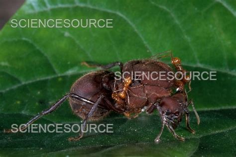 Leafcutter Ant Queen | Stock Image - Science Source Images