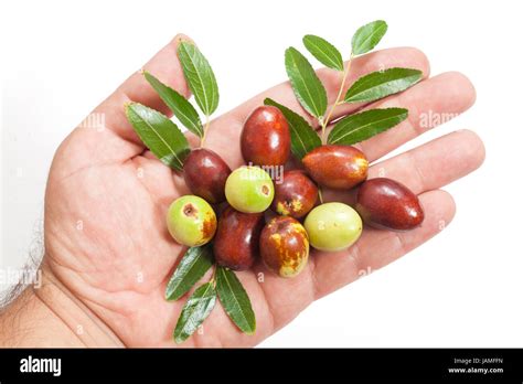 Fresh Jujube Fruits And Leaves On Hand Stock Photo Alamy