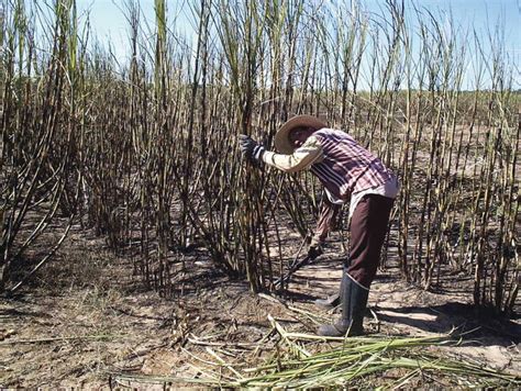 Mathematical Optimization Models in the Sugarcane Harvesting Process ...