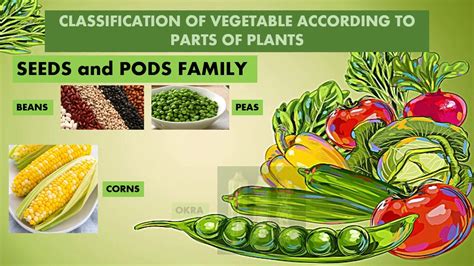 Tle 10 Principles Of Preparing Vegetables And Classification Of Vegetables Youtube