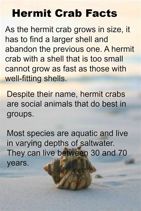 50 Best Ideas For Coloring Hermit Crabs Facts