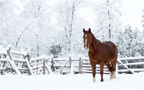 Horses In The Snow Wallpapers - Wallpaper Cave