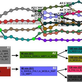 Dynamic Regulatory Map For Yeast Response To Cell Cycle Cho Et Al