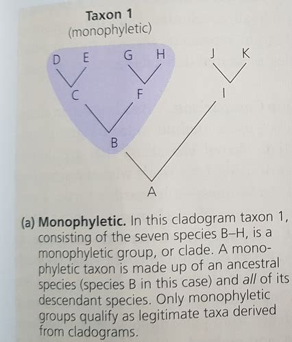 Phylogenetics And Systematics Flashcards Quizlet