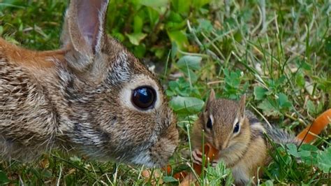 Number of rabbit sightings hopping in work-from-home era | CBC News