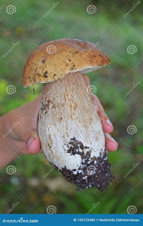 Boletus Edulis Hongo Comestible En El Bosque Foto De Archivo Imagen