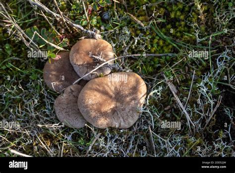 Edible Brown Mushrooms Pleurotus Eryngii From The French Atlantic