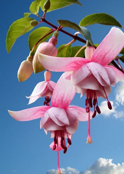 Free stock photos - Rgbstock - Free stock images | Fuschia | Newsham ...