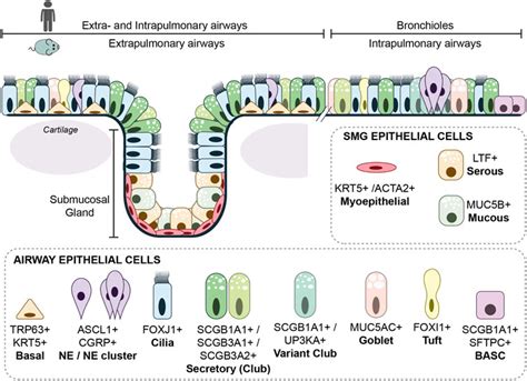 Frontiers Lung Epithelium Development And Airway Regeneration