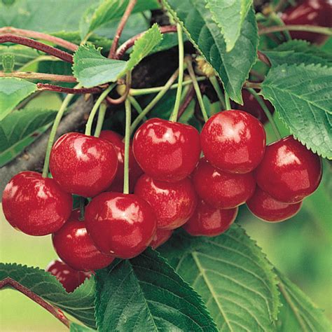 Montmorency Pie Cherry Tree Gurneys Seed And Nursery Co