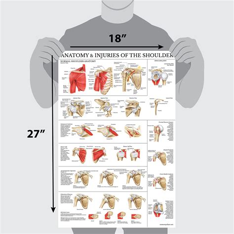 Buy Muscular System Shoulder Anatomy Poster Set Laminated