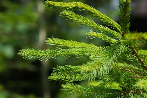 Free Images Tree Branch Blur Leaf Flower Green Evergreen