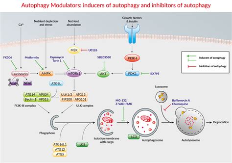 Autophagy Modulators Cell Culture Tested Invivogen