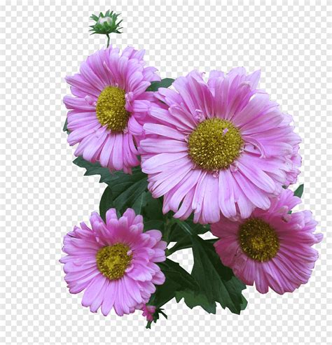 Flower Purple Violet Png PNGEgg