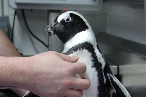 African Penguin At New England Aquarium Receives Acupuncture Treatment