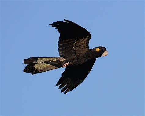 Yellow Tailed Black Cockatoo