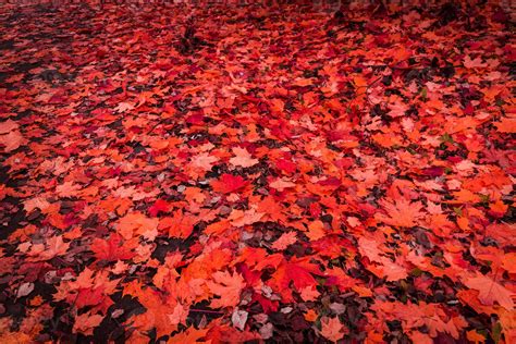 Fallen autumn leaves 11475659 Stock Photo at Vecteezy