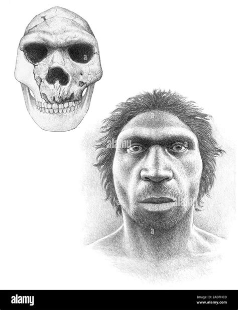 Homo Heidelbergensis Skull And Face Of A Male Artist S Impression H