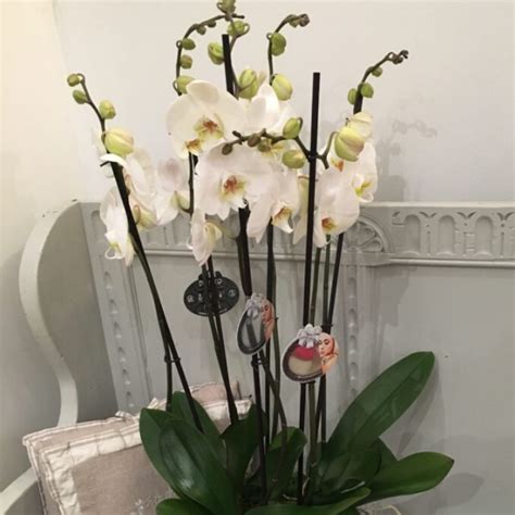 orchid arrangement flowers  louise