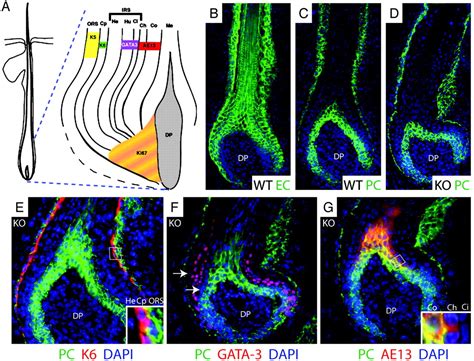 Conditional Targeting Of E Cadherin In Skin Insights Into