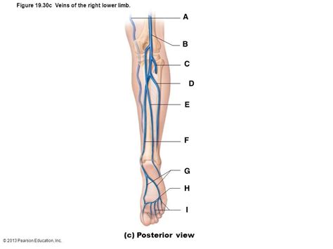 A P II Blood Vessels Practical Diagram Quizlet