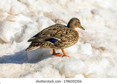 Cute Duck Standing Near Water Stock Photo Shutterstock