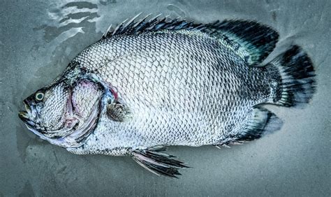 Karenia brevis (Red Tide) at Siesta Beach - The Mindful Naturalist - Sarasota, Florida