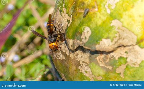 Close Up Of Giant Hornet Vespa Mandarinia Japonica Stock Photo Image