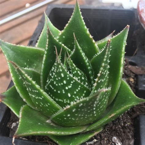 Aloe Cosmo Green Pearl Aloe Cosmo Uploaded By Wil