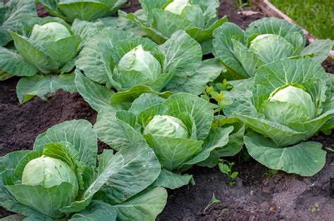 23 Cabbage Plant Growth Stages Flettgaspard