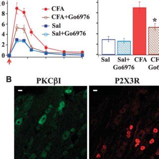 Effects Of CPT On A B MeATP Induced Behavioral Responses And PKCa Or