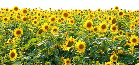 Sunflowers Stock Photo Image Of Gold Objects Landscape 12311158