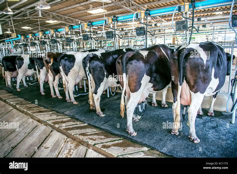 Cows In Farm Cow Milking Facility With Modern Milking Machines Stock