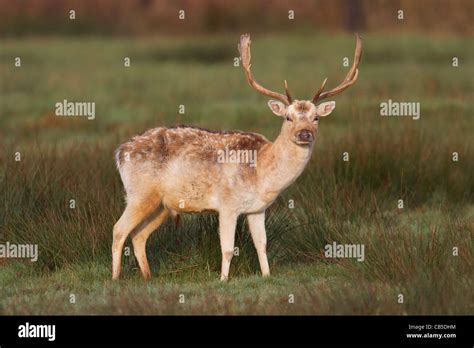 British Deer Hi Res Stock Photography And Images Alamy