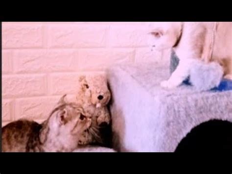 милые котятки - YouTube