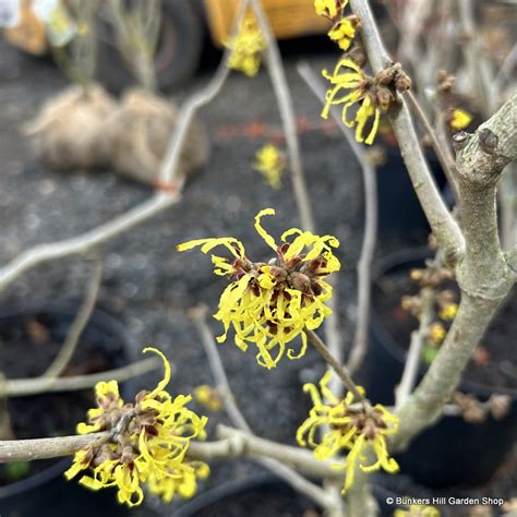 Hamamelis X Intermedia Aurora 80 100cm Rb Bunkers Hill Plant Nursery