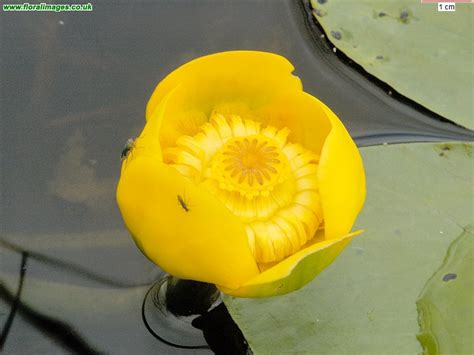 Nuphar lutea, picture 1 of 11