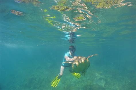 Projeto Tamar Vai Conhecer As Tartarugas De Pente Em Ubatuba Sp